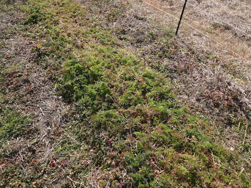 自給畑 自然菜 無添加栽培