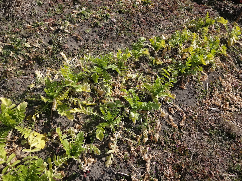 自給畑 自然菜 無添加栽培