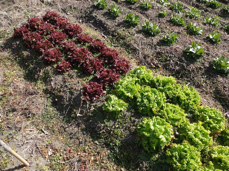 自給畑 自然菜 無添加栽培
