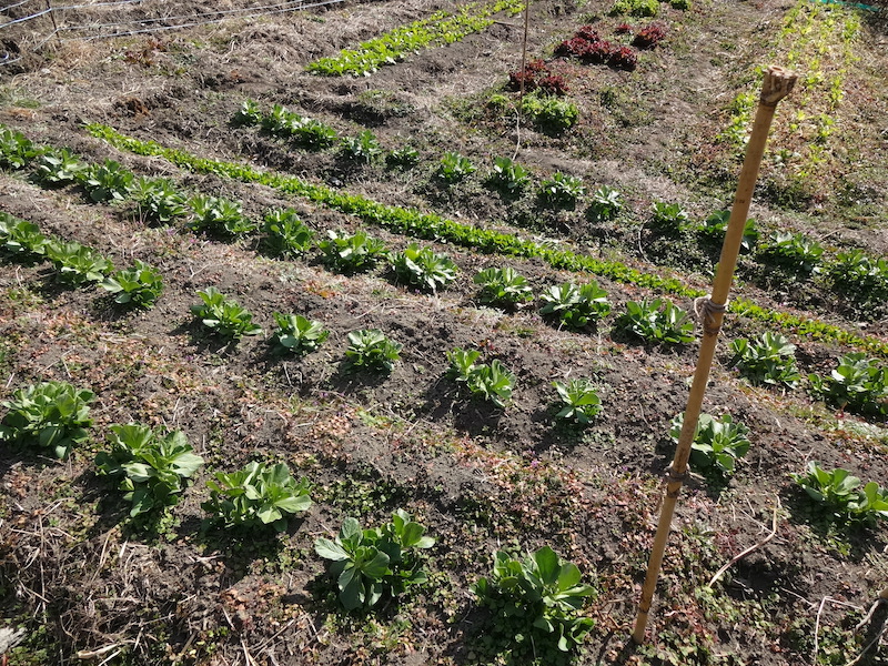 自給畑 自然菜 無添加栽培