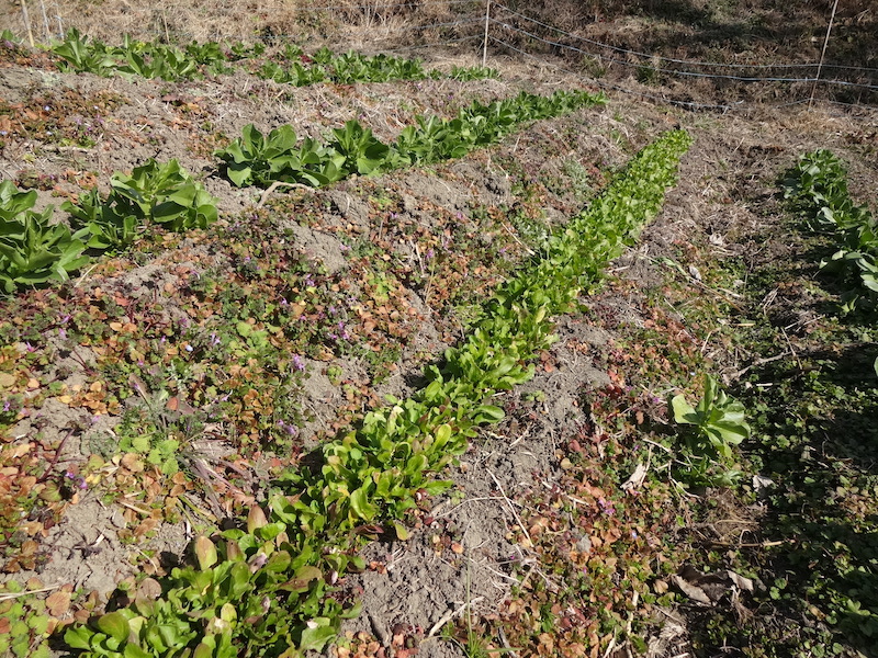 自給畑 自然菜 無添加栽培