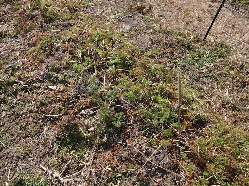 自給畑 自然菜 無添加栽培