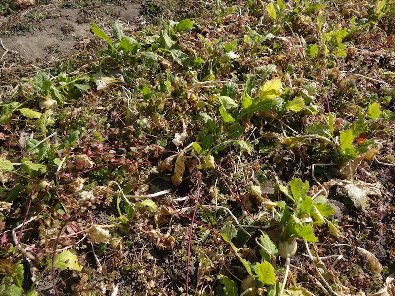 自給畑 自然菜 無添加栽培