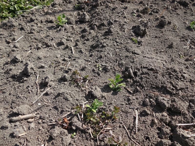 自給畑 自然菜 無添加栽培