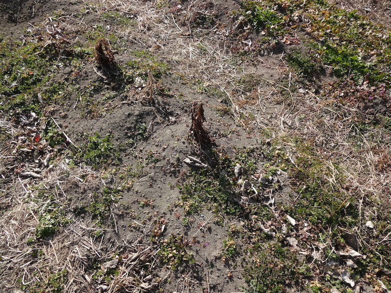 自給畑 自然菜 無添加栽培