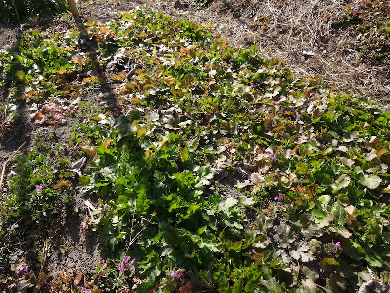 自給畑 自然菜 無添加栽培