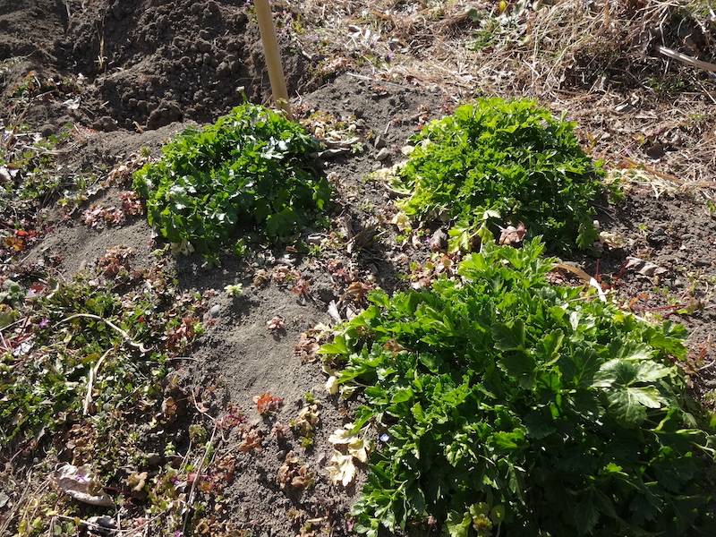 自給畑 自然菜 無添加栽培