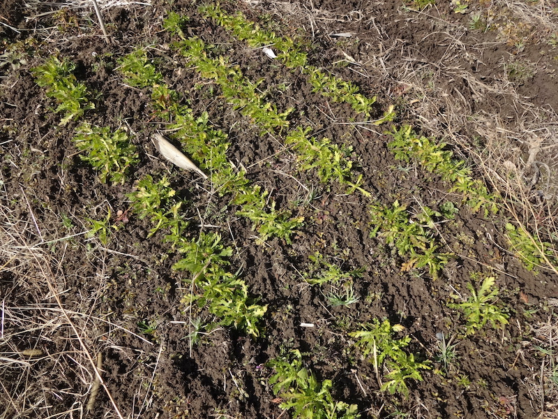 自給畑　自然菜　無添加栽培