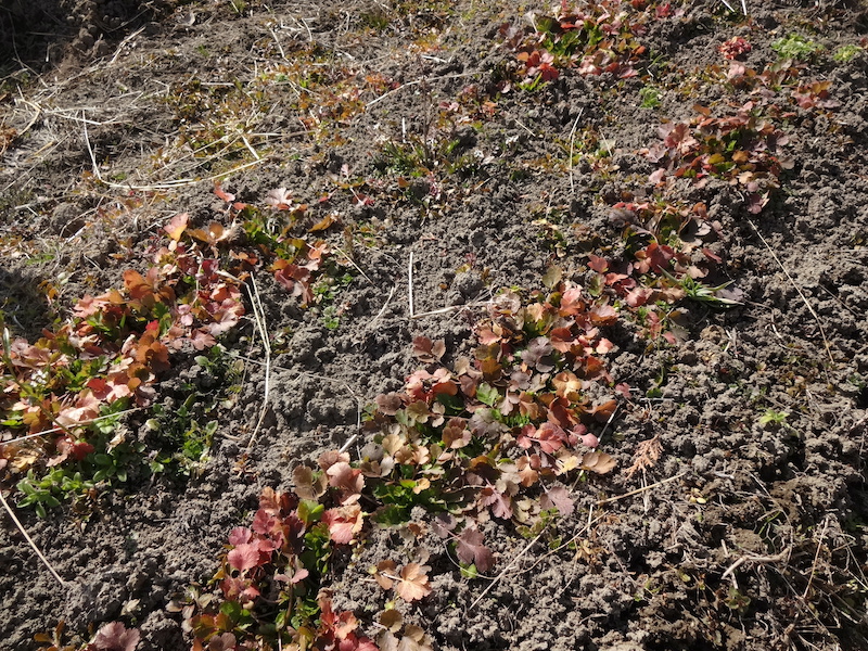 自給畑　自然菜　無添加栽培