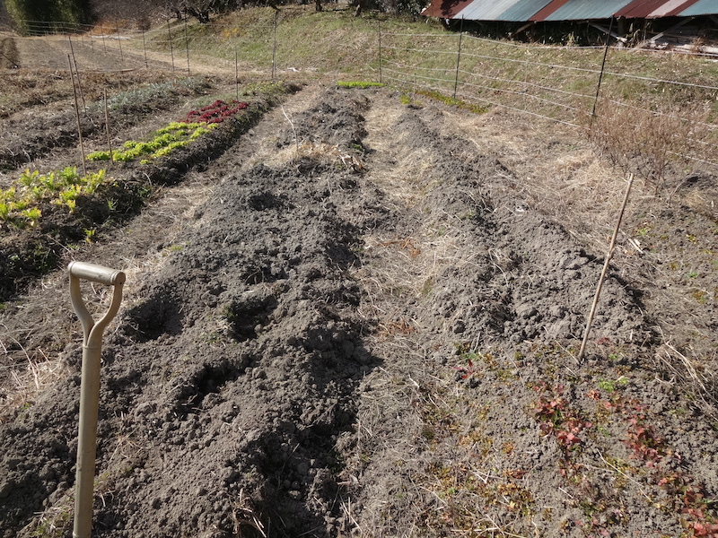 自給畑　自然菜　無添加栽培