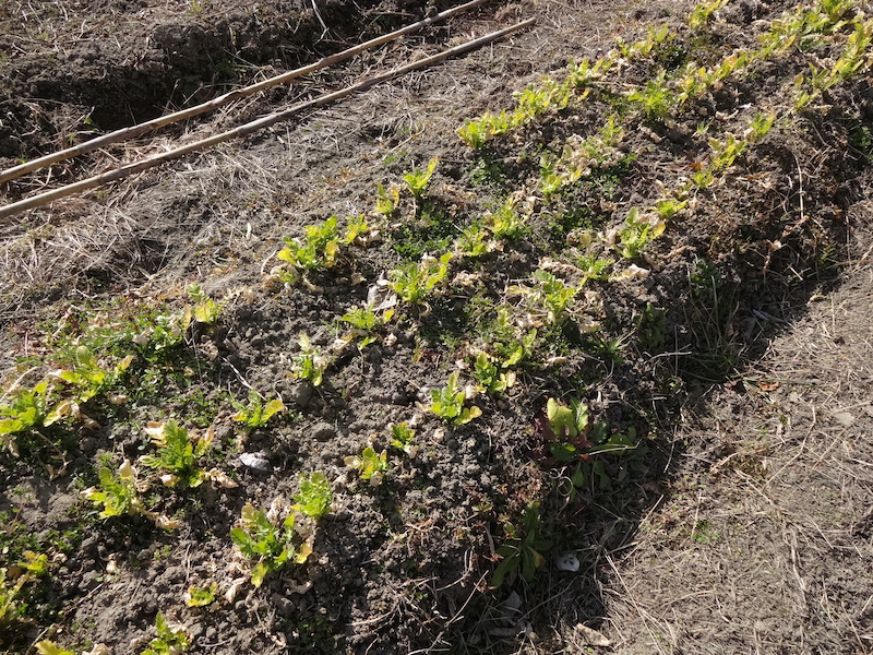 自給畑　自然菜　無添加栽培