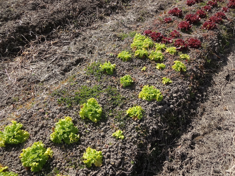 自給畑　自然菜　無添加栽培