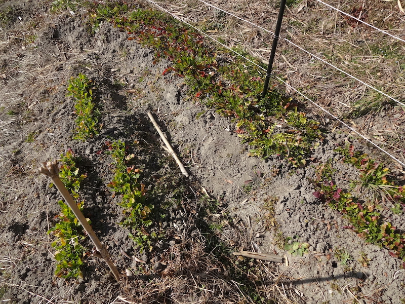 自給畑　自然菜　無添加栽培