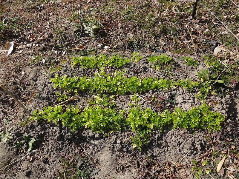自給畑　自然菜　無添加栽培