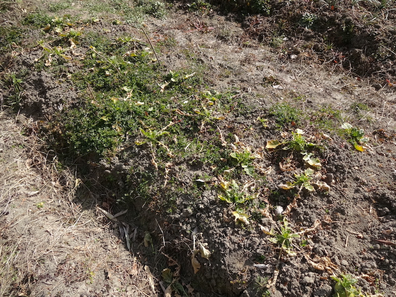 自給畑　自然菜　無添加栽培