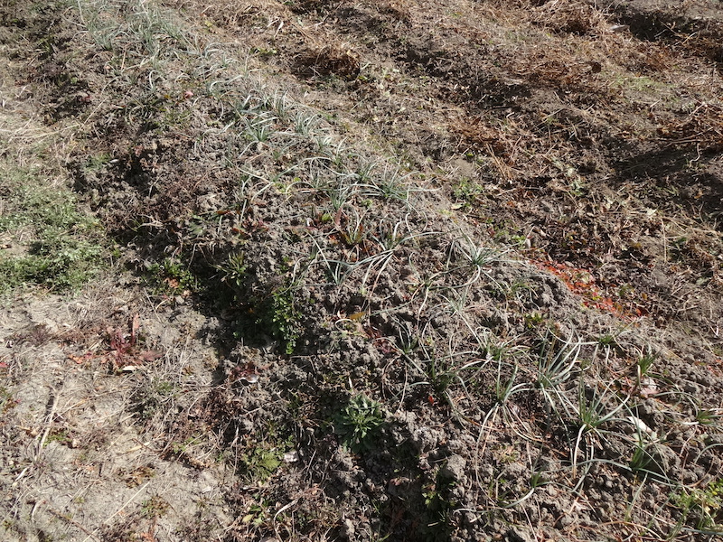 自給畑　自然菜　無添加栽培