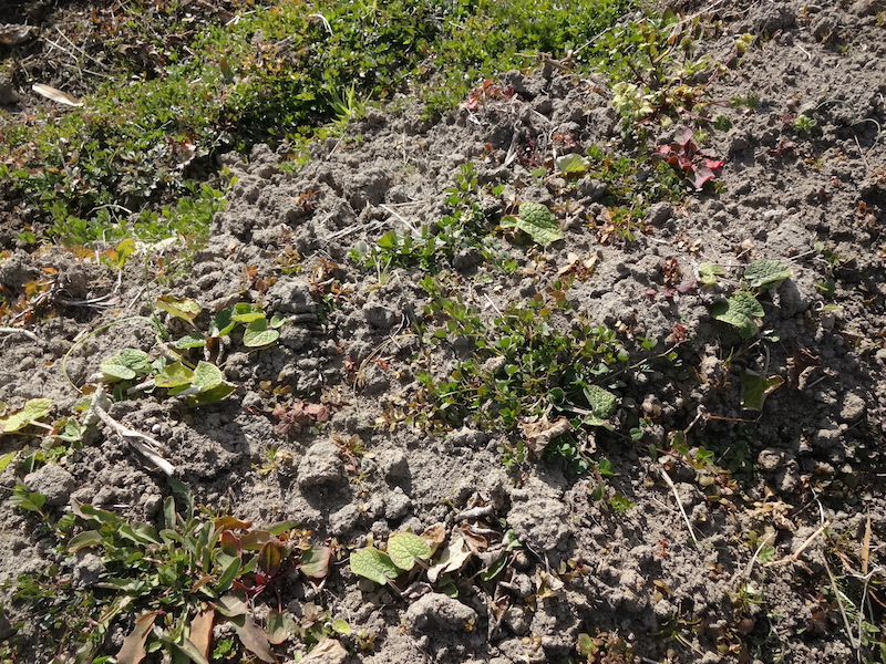 自給畑　自然菜　無添加栽培