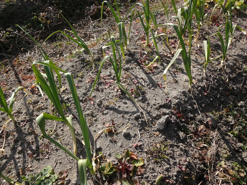 自給畑　自然菜　無添加栽培