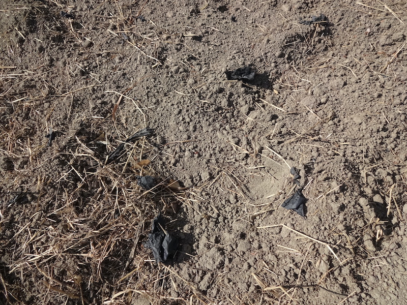 自給畑　自然菜　無添加栽培