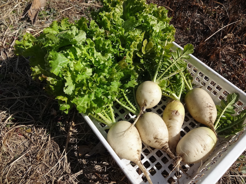 自給畑　自然菜　無添加栽培