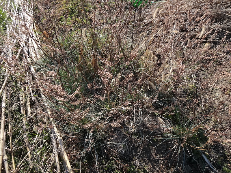 自給畑　自然菜　無添加栽培