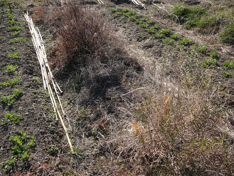 自給畑　自然菜　無添加栽培