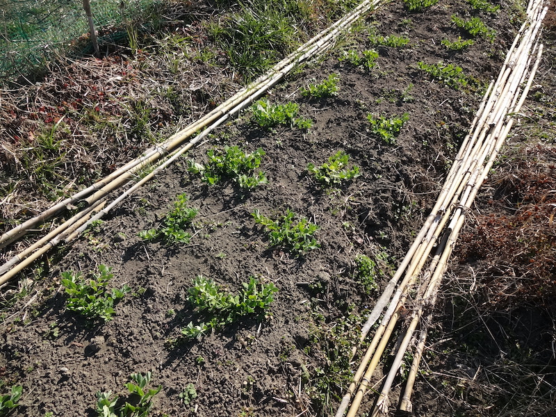 自給畑　自然菜　無添加栽培