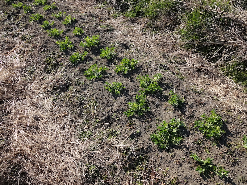 自給畑　自然菜　無添加栽培