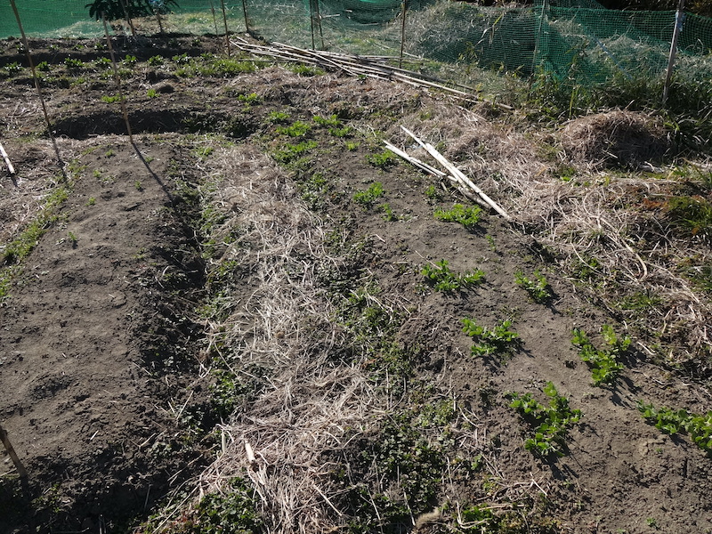 自給畑　自然菜　無添加栽培