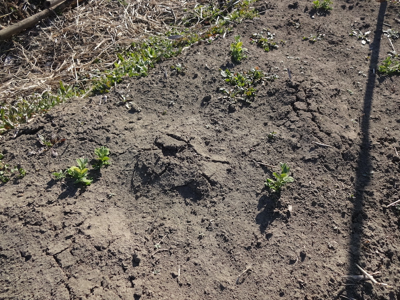 自給畑　自然菜　無添加栽培