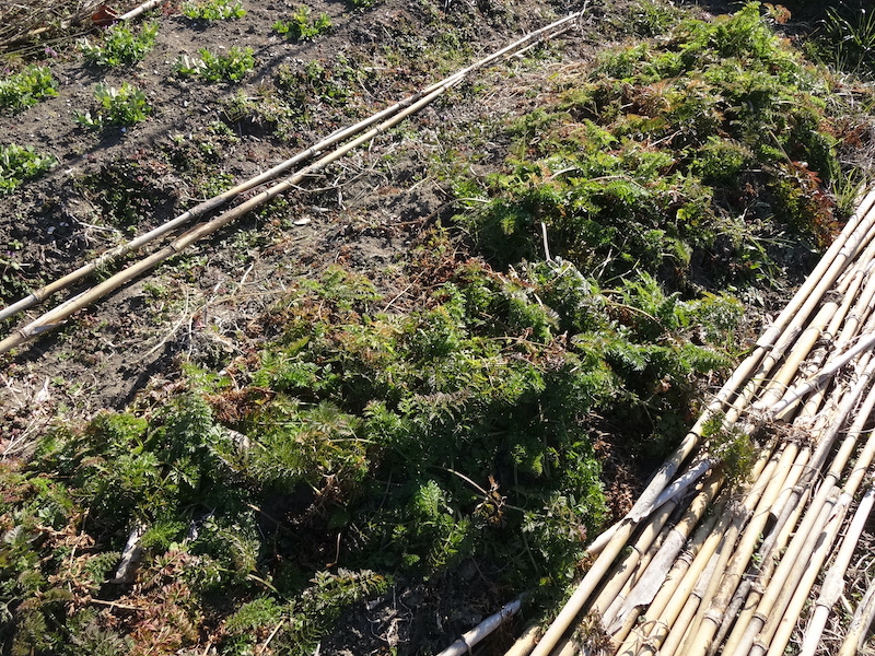 自給畑　自然菜　無添加栽培