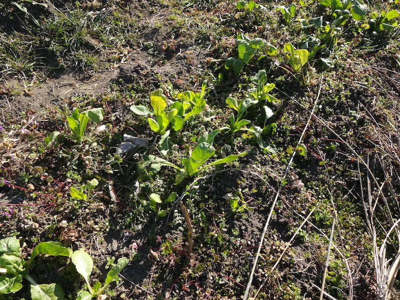 自給畑　自然菜　無添加栽培