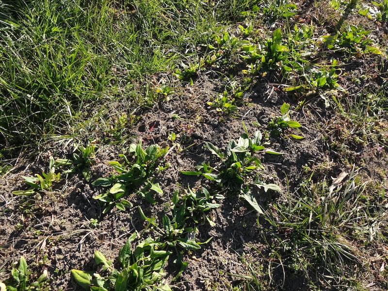 自給畑　自然菜　無添加栽培