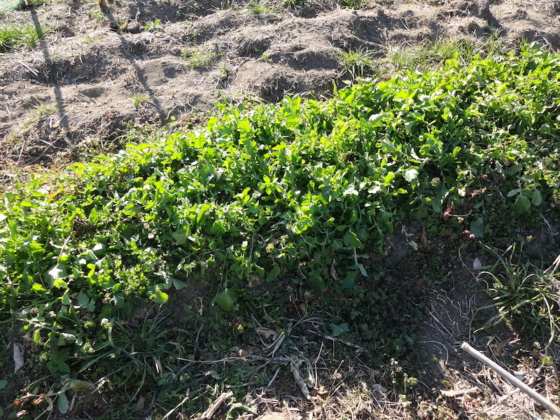 自給畑　自然菜　無添加栽培