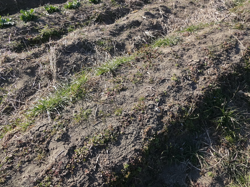 自給畑　自然菜　無添加栽培