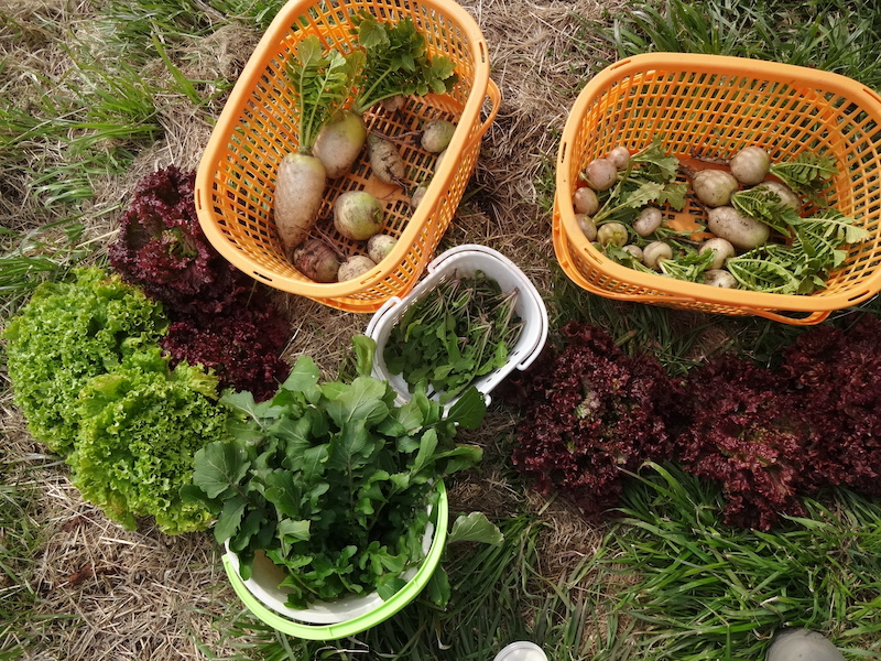 自給畑　自然菜　無添加栽培