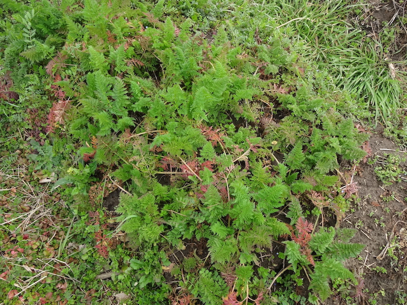 自給畑　自然菜　無添加栽培