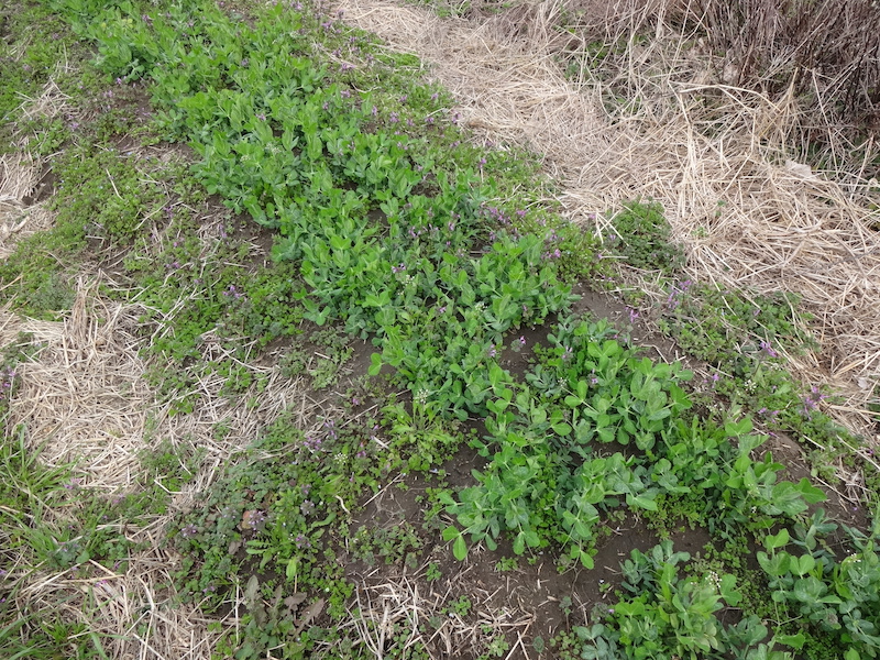 自給畑　自然菜　無添加栽培