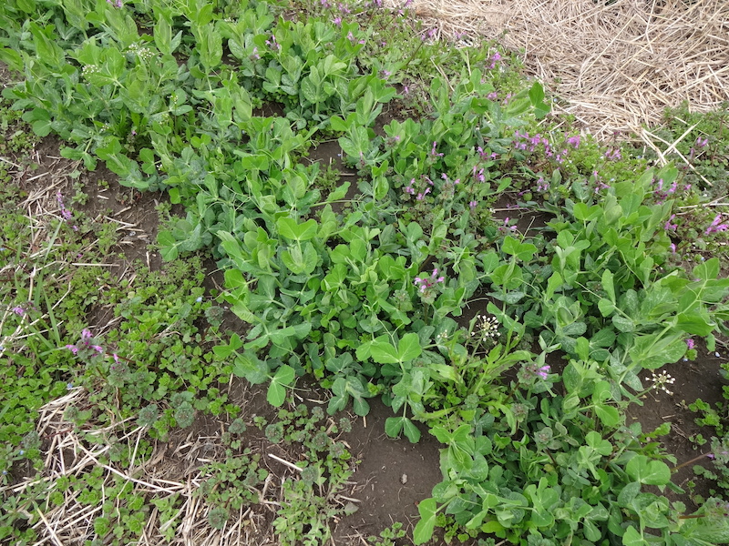 自給畑　自然菜　無添加栽培