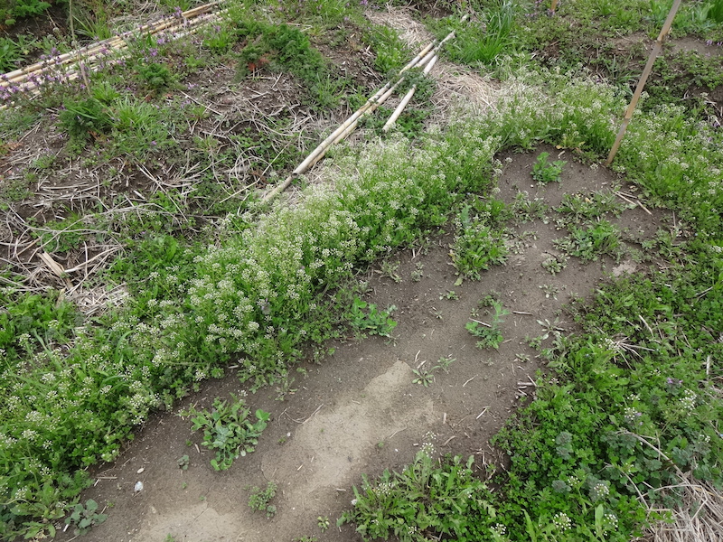 自給畑　自然菜　無添加栽培