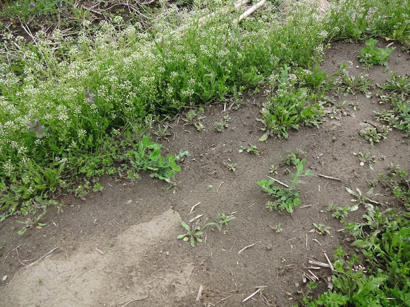 自給畑　自然菜　無添加栽培