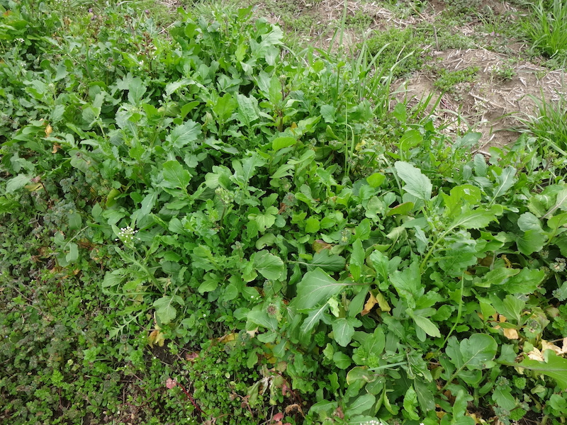 自給畑　自然菜　無添加栽培