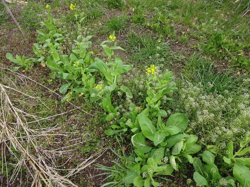 自給畑　自然菜　無添加栽培