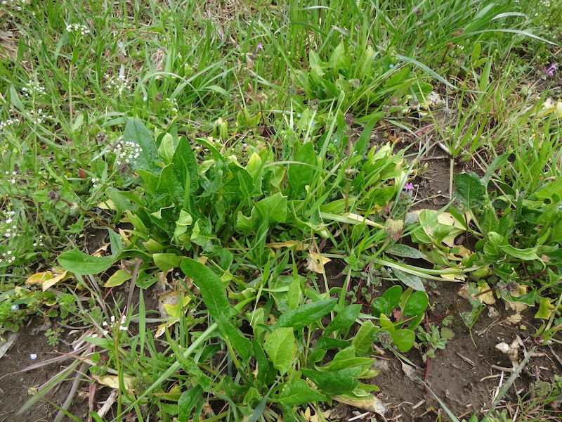 自給畑　自然菜　無添加栽培
