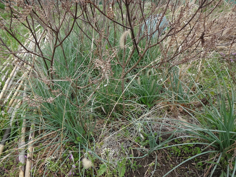 自給畑　自然菜　無添加栽培
