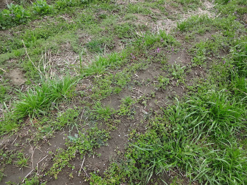 自給畑　自然菜　無添加栽培