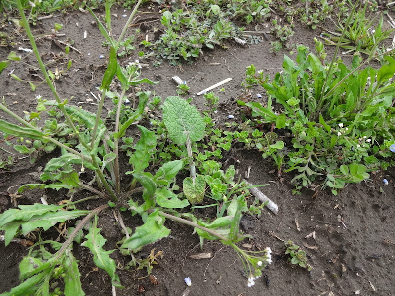 自給畑　自然菜　無添加栽培