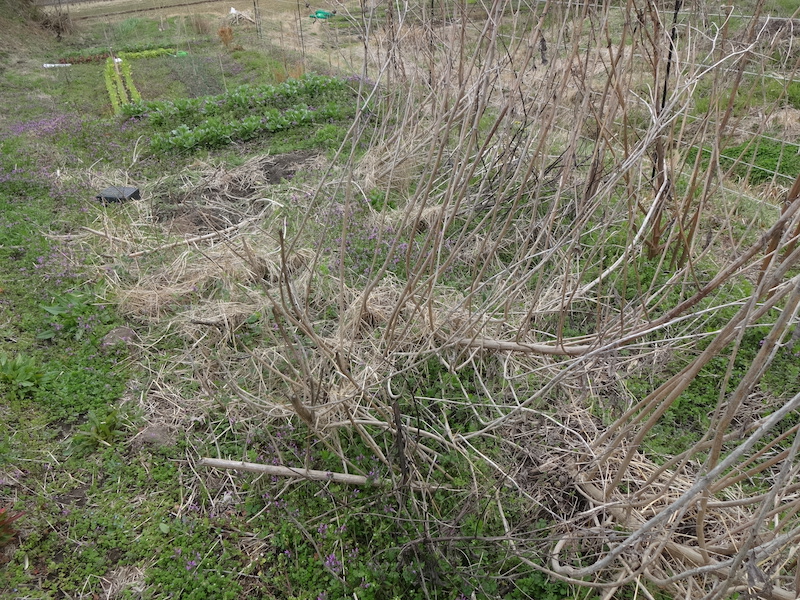 自給畑　自然菜　無添加栽培　キクイモ