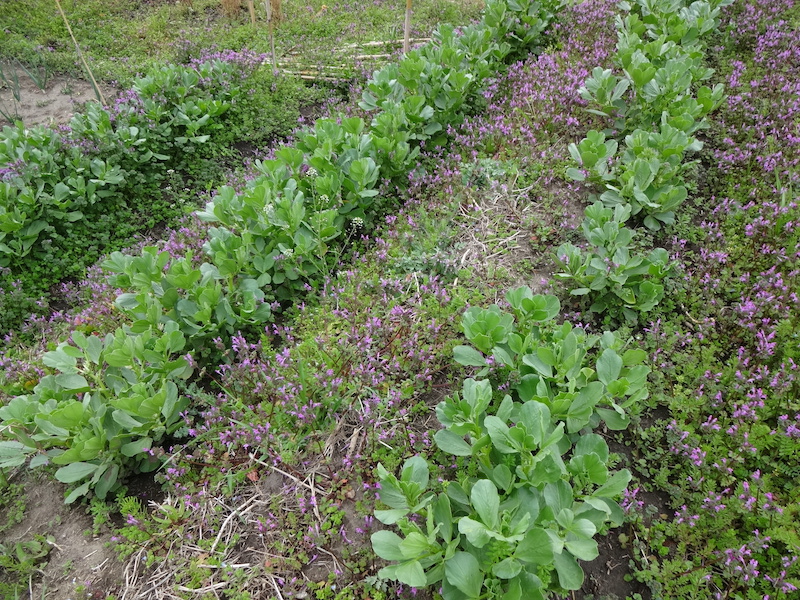 自給畑　自然菜　無添加栽培　ソラマメ