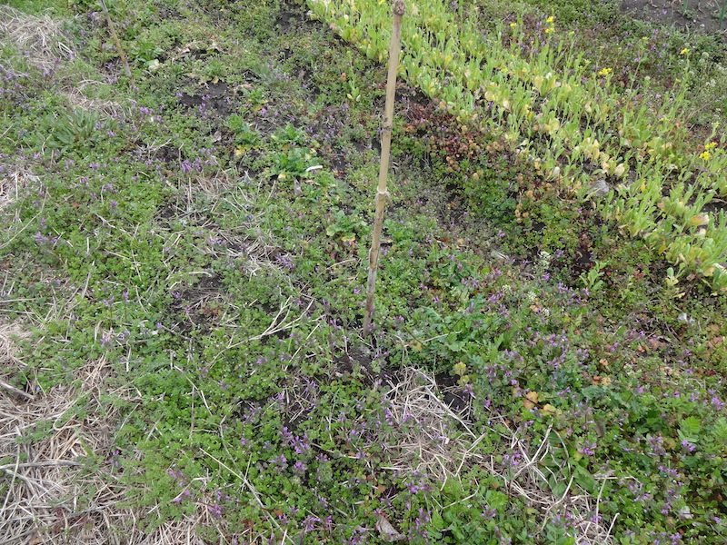 自給畑　自然菜　無添加栽培　コウシンダイコン